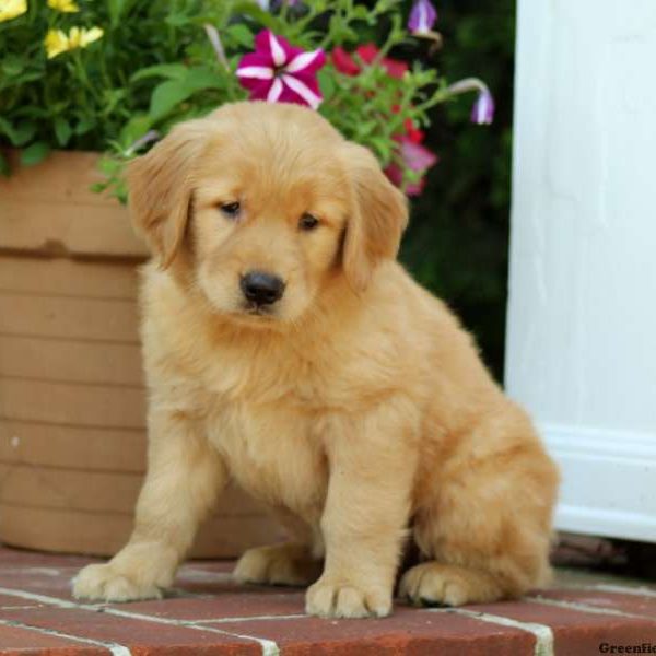 Hennley, Golden Retriever Puppy