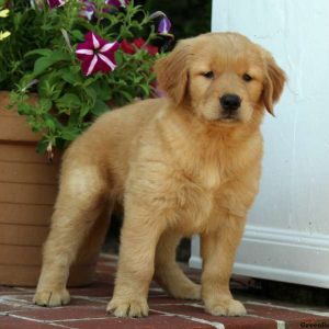 Hennley, Golden Retriever Puppy