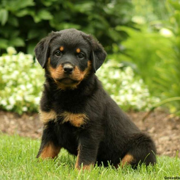 Henrietta, Rottweiler Puppy