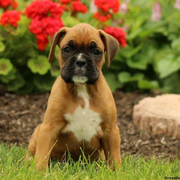 Henrietta, Boxer Puppy