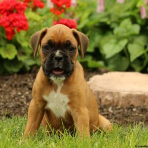 Henrietta, Boxer Puppy