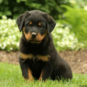 Henrietta, Rottweiler Puppy