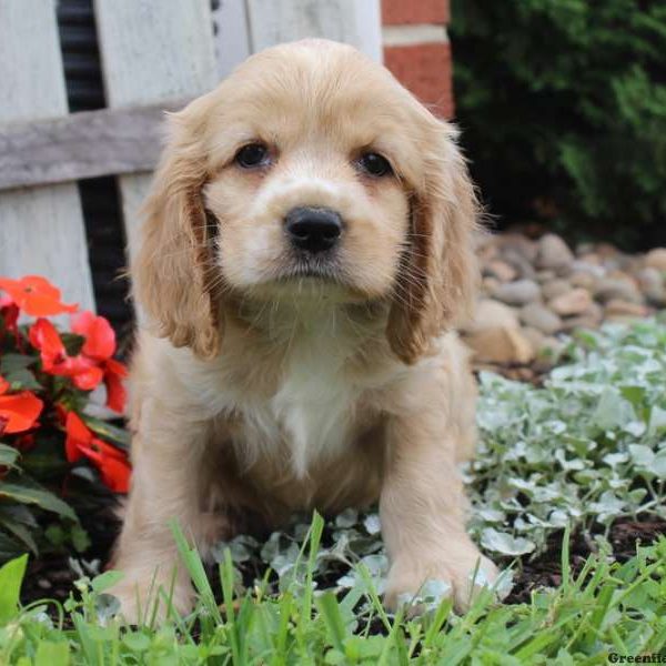 Henry, Cocker Spaniel Puppy