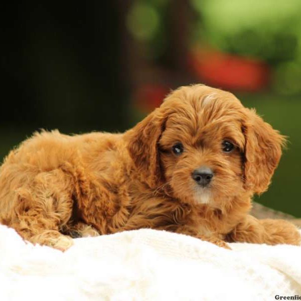 Henry, Cavapoo Puppy