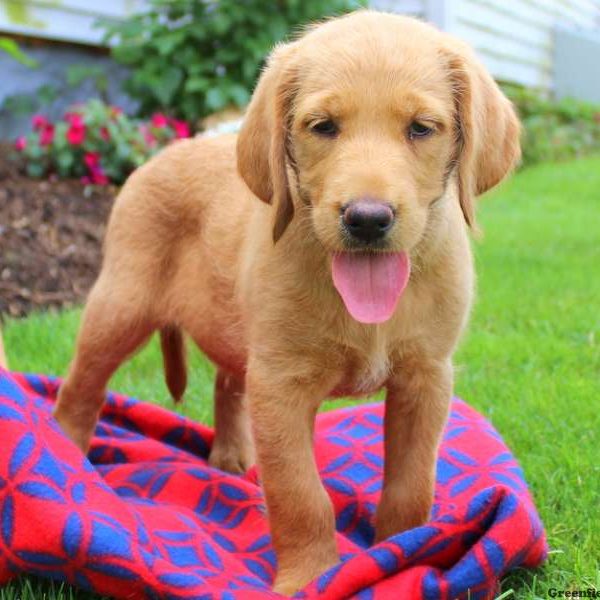 Henry, Labradoodle Puppy