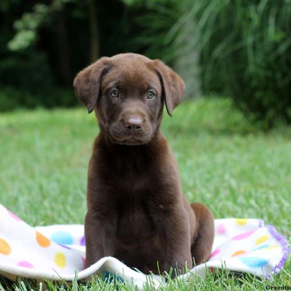 Henry, Labrador Retriever-Chocolate Puppy