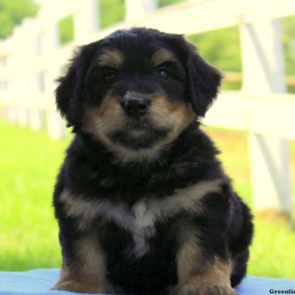 Henry, Bernedoodle-Miniature Puppy