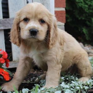 Henry, Cocker Spaniel Puppy