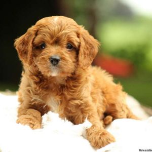 Henry, Cavapoo Puppy