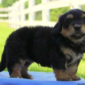 Henry, Bernedoodle-Miniature Puppy