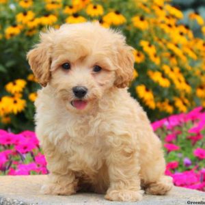 Henry, Miniature Poodle Puppy