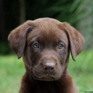 Henry, Labrador Retriever-Chocolate Puppy