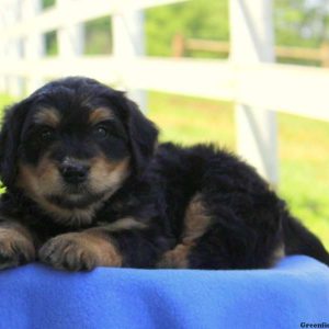 Henry, Bernedoodle-Miniature Puppy