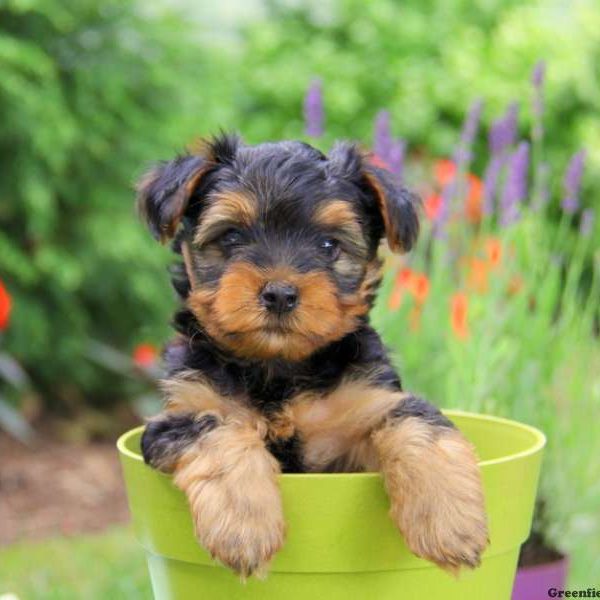 Herbie, Yorkshire Terrier Puppy