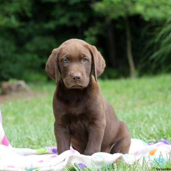 Herbie, Labrador Retriever-Chocolate Puppy