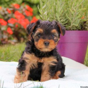 Herbie, Yorkshire Terrier Puppy