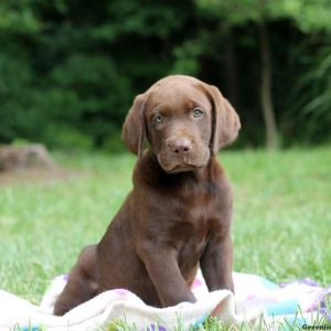 Herbie, Labrador Retriever-Chocolate Puppy