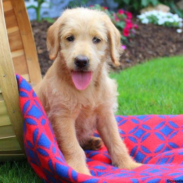 Hibiscus, Labradoodle Puppy