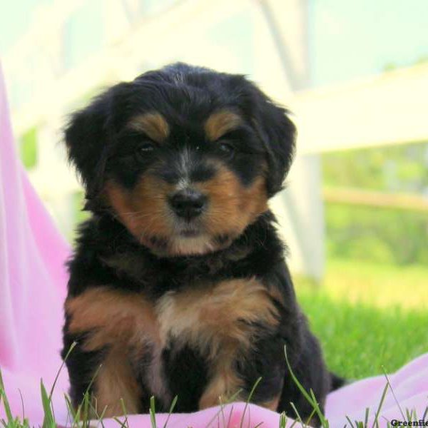 Hickory, Bernedoodle-Miniature Puppy