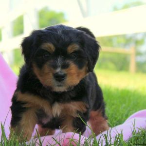 Hickory, Bernedoodle-Miniature Puppy