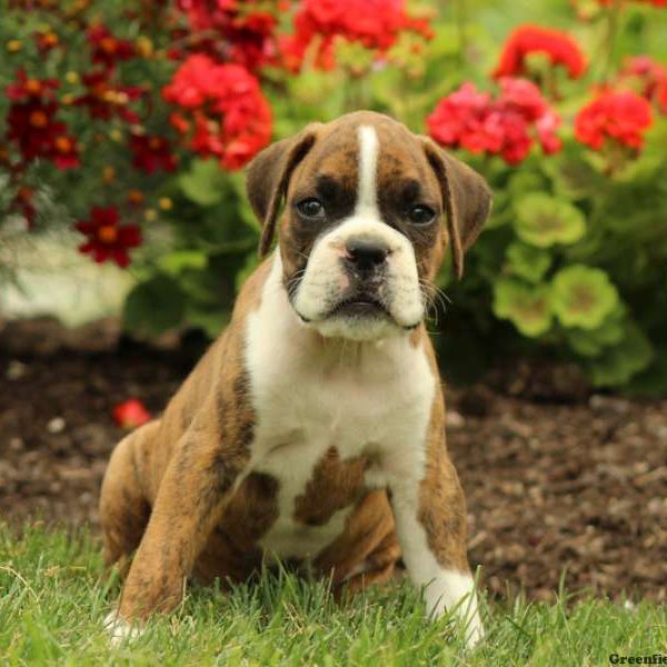 Hilton, Boxer Puppy