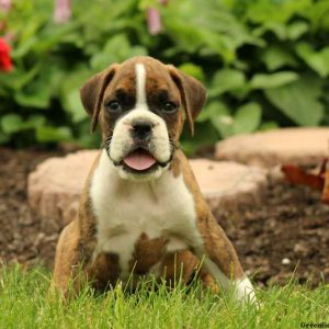 Hilton, Boxer Puppy