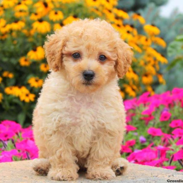 Hippy, Miniature Poodle Puppy