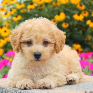 Hippy, Miniature Poodle Puppy