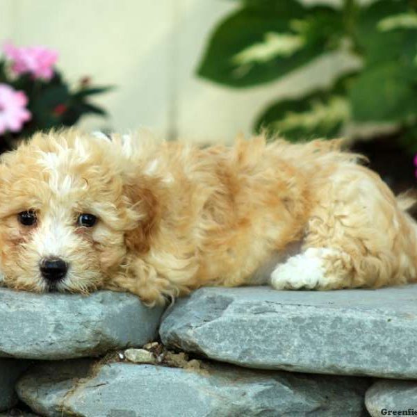 Hobbs, Havanese Puppy