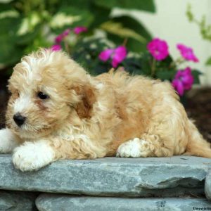 Hobbs, Havanese Puppy