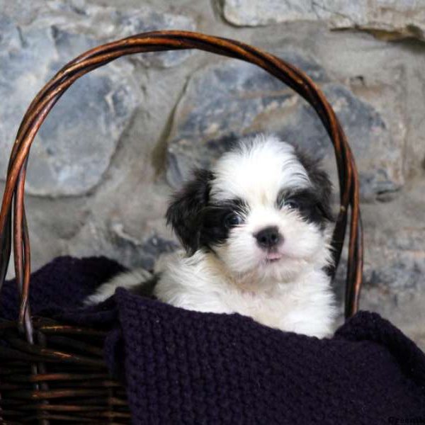 Holden, Shih Tzu Puppy