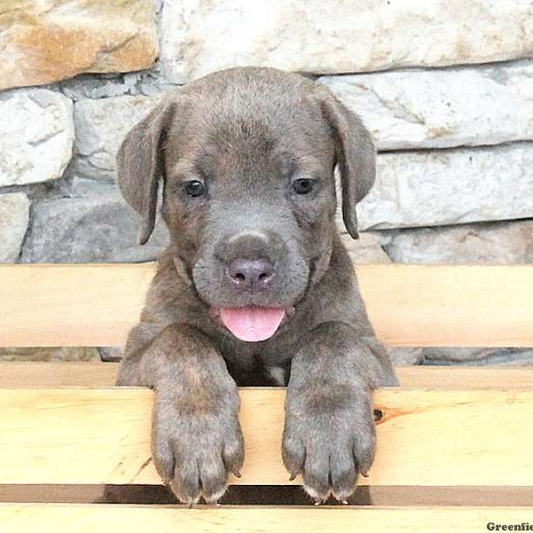 Holden, Cane Corso Puppy