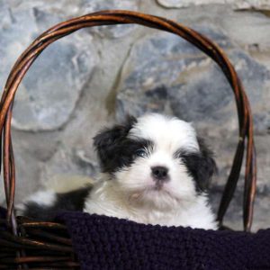 Holden, Shih Tzu Puppy