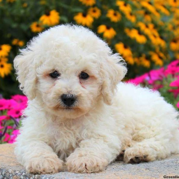 Holiday, Miniature Poodle Puppy