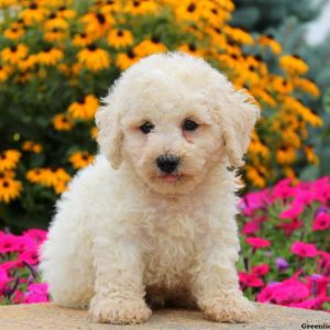 Holiday, Miniature Poodle Puppy