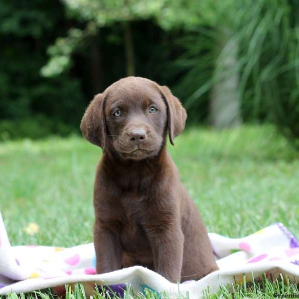 Hollie, Labrador Retriever-Chocolate Puppy