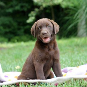 Hollie, Labrador Retriever-Chocolate Puppy