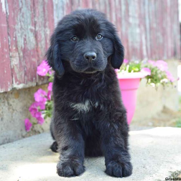 Holly, Newfoundland Puppy