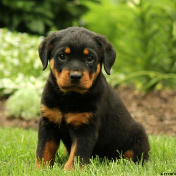 Holly, Rottweiler Puppy