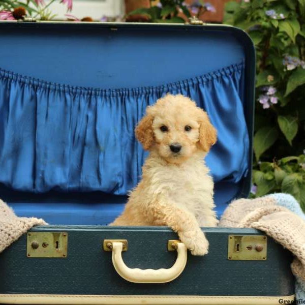 Holly, Standard Poodle Puppy