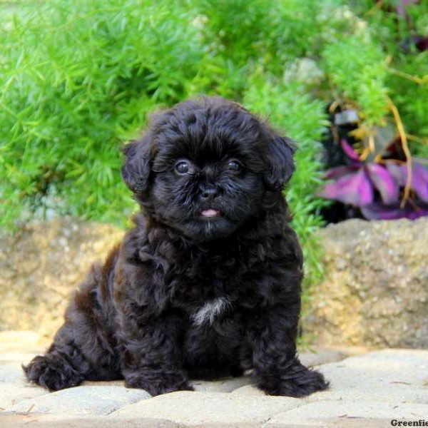 Holly, Shih-Poo Puppy