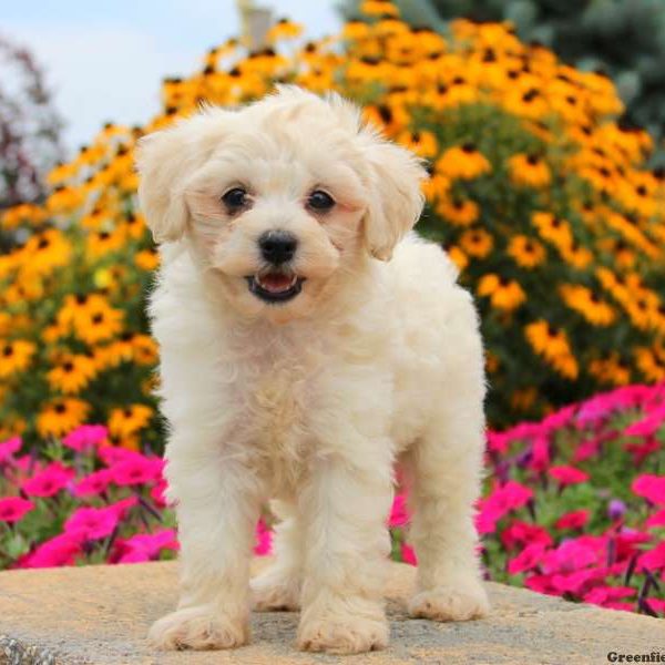 Holly, Miniature Poodle Puppy