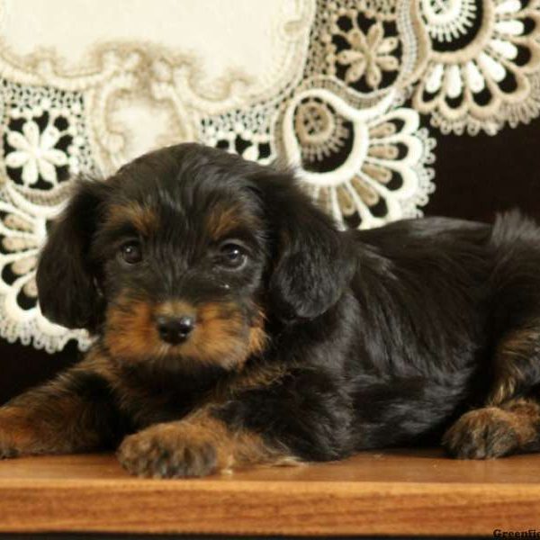 Holly, Yorkie Mix Puppy