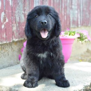 Holly, Newfoundland Puppy