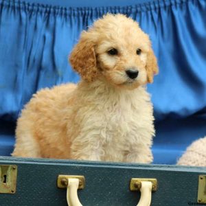 Holly, Standard Poodle Puppy