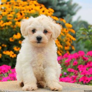 Holly, Miniature Poodle Puppy