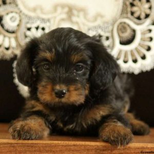 Holly, Yorkie Mix Puppy