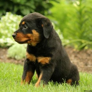 Holly, Rottweiler Puppy