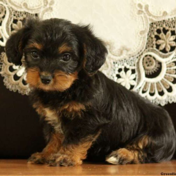 Homer, Yorkie Mix Puppy