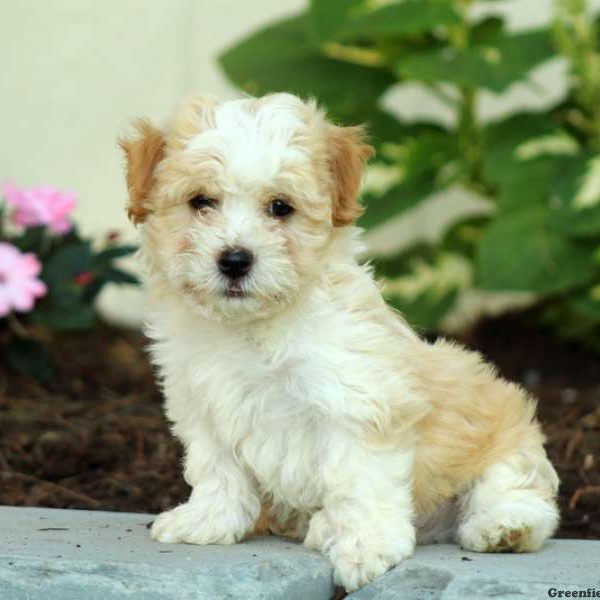 Homer, Havanese Puppy